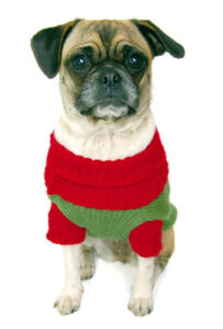 Pet Corner: Herbs to Warm Your Pet’s Soul Image
